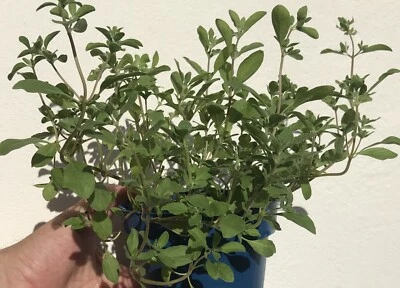 Majoran Samen, Majoransamen, Wurstkraut, Kuttelkraut  100+Samen frisch! - Bild 1 von 4