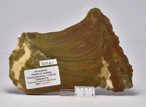 STROMATOLITE Platella cf. anasata, Paleoproterozoico, CANADÁ, S1061 - Imagen 1 de 4
