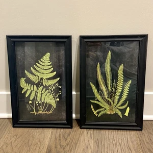 2 Vintage Framed Fern Botanical Prints -Nature Wall Art - 1970s RETRO Home Decor - Picture 1 of 4
