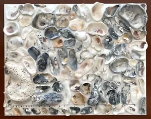 106 Natural Oyster Clam Shell pearlescent frag beach seashell jewelry craft USA - Picture 1 of 12
