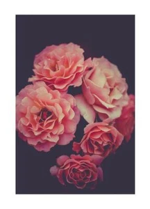 Poster con cornice Rosa Fiori Stampa Moderna Natura Stampa Wall Art Floreale - Picture 1 of 17