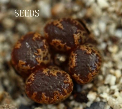 SEEDS - Conophytum pellucidum terricolor rietberg  15seeds - Image 1 of 3