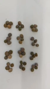Ayo Olopon Mancala Game Seeds - Picture 1 of 1
