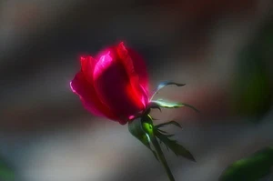 Vintage 1940 EA Labs 91,44 mm f/1,9 X-RAY SOFT Objektiv - Bild 1 von 5