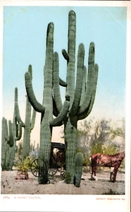 A Giant Cactus, Arizona Detroit Publishing Undivided Postcard - Picture 1 of 2