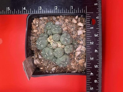 ariocarpus Astrophytum Aztekium Jourd-I Super Rare MAKE A OFFER - Image 1 of 2