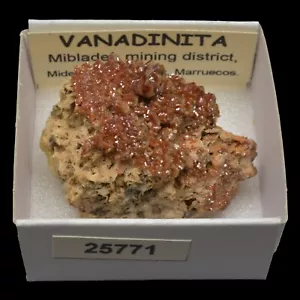 VANADINITA (Mibladen mining dist., Midelt, Marruecos) #25771 / Vanadinite - Bild 1 von 1