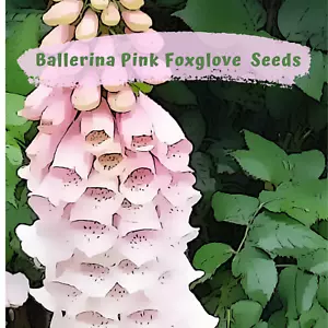 Ballerina Pink Foxglove (digitalis) 300 plus Flower Seeds - Picture 1 of 5