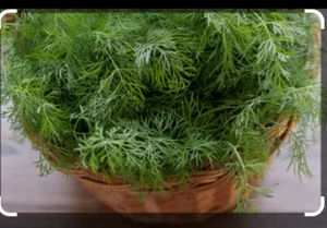 Dill Samen Großblättrig Kräutersamen, Geschmacksintensiv - Bild 1 von 2