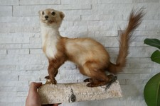 OLD LOVELY *EUROPEAN MARTEN*, TAXIDERMY COLLECTORS, about 1970