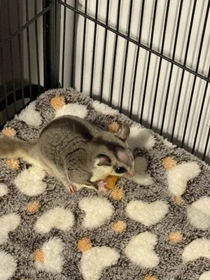 Jaula/recinto de alta resistencia Happy Healthy Sugar Glider Plus con todo Foto 1 de 4