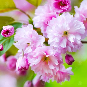 Prunus 'Kanzan' | Japanese Flowering Cherry | Ornamental Garden Tree | 5-6ft - Picture 1 of 5