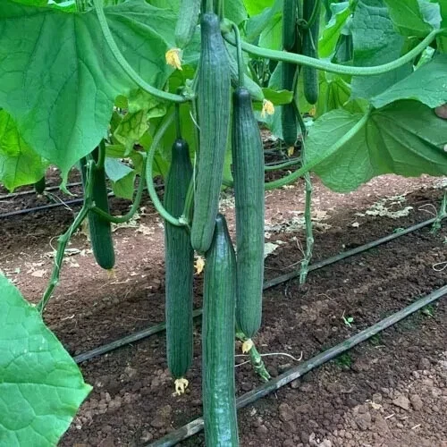 CONTINENTAL CUCUMBER SEEDS Vegetable Garden Telegraph Cucumber Seeds - Image 1 of 1