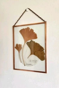Framed Ginko Leaves - Picture 1 of 3
