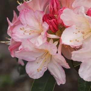 Rhododendron 'Percy Wiseman' 3L - Picture 1 of 4