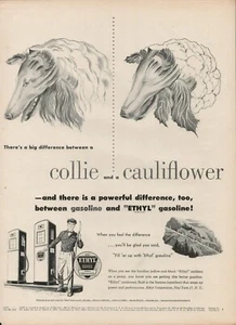 1951 Oil Gas Ethyl Pump Vintage Print Ad 50s Collie Dog Cauliflower Vegetable - Picture 1 of 9
