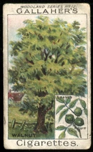 Tobacco Card, Gallaher, WOODLAND TREES, 1912, Walnut Tree, #12 - Picture 1 of 2