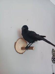 Taxidermy Jackdaw (Corvus  monedula)