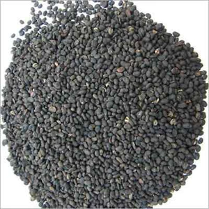 50gm Psoralea Corylifolia Seed Babchi Bakuchi Bavachi Beej Seeds Organic Natural - Picture 1 of 2