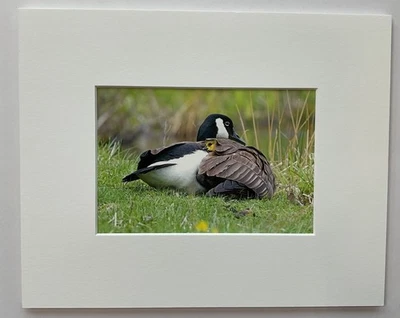 8"x10" Canadian Goose with Chick - Photo Print printed in ME - George Sanker - Image 1 of 4
