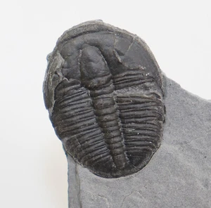 Trilobit, Elrathia kingii, Kambrium, Wheeler Shale, Millard County Utah,USA-f783 - Picture 1 of 4