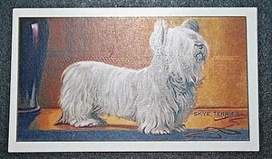 SKYE TERRIER Vintage 1936 Colour Dog Card DE29M - Picture 1 of 2