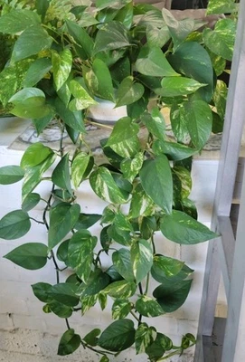 10 Golden Pothos 切割,Epipremnum aureum — 第 1/2 张图片