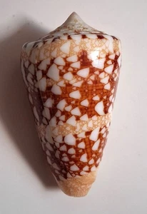 Sea shell Conus ammiralis 66mm, gem, nice form body, perfect pattern - Picture 1 of 5