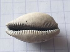 fossil shell - CYPRAEA - PROPUSTULARIA RENARDI
