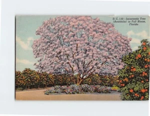 Postcard Jacaranda Tree Acutifolia in Full Bloom Florida USA North America - Picture 1 of 2