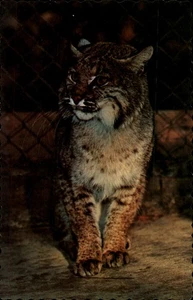 Postal Bobcat Felis Lynx Rufus Canadá Ontario Zoo Park - Imagen 1 de 2