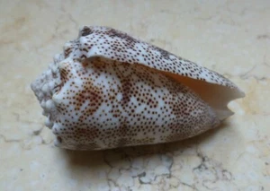 Conus Arenatus  Beautiful wow Pattern red sea Coloration Aequipunctata 69.5mm - Picture 1 of 11