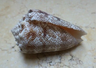 Conus Arenatus  Beautiful wow Pattern red sea Coloration Aequipunctata 69.5mm - Image 1 of 4