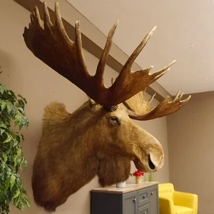 Cabeza de alce Kamchatka cabeza de alce hombro preparación caza trofeo taxidermia - Imagen 1 de 8