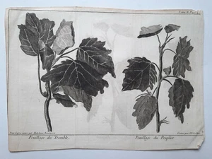 BLATT ZITTERN Pappel GRAVUR Untertür LE BAS Botanik XVIII° - Bild 1 von 1