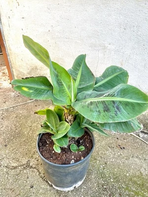 🍌 Banano Cavendish – Pianta Tropicale da Interno/Esterno – H 50cm, Vaso 20cm - Immagine 1 di 4