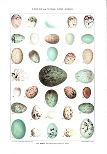 Circa 1900 Song Bird Eggs  COLOR CHROMOLITHOGRAPH 7" x 10" PR - Bild 1 von 2