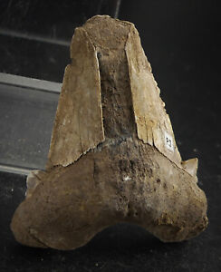 fossile  dent de requin des sables du Landénien sup.  des environs de Libercourt