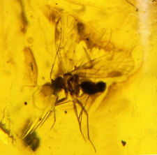 Burmese Amber with Dinosaur Age Fly Inclusion! Comes with 4x Magnifying Case!