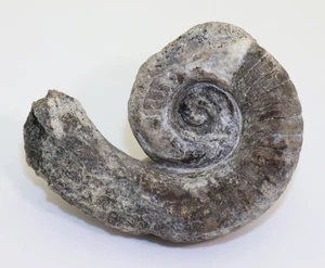 Nautiloid, Falcilituites sp., Ordovizium, Skövde, Schweden-L630 - Picture 1 of 6