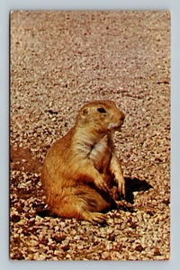 Präriehund Postkarte Chrom - Bild 1 von 2