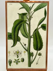 1828 S. Curtis Engraved Hand Colored Chestnut-Leaved Croton Print - Picture 1 of 10