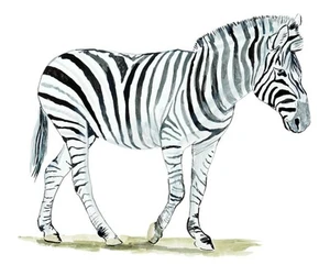 Decal Vinyl Sticker Zebra - Printed Vinyl Decal Made in USA - Picture 1 of 1