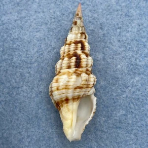 Inquisitor Varicosus 47mm F+ Balicasag, Philippinen Tangle Net 80-150m - Bild 1 von 2