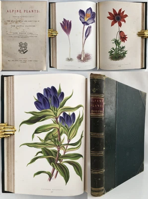 1872 FIRST EDITION Wooster ALPINE PLANTS Figures Botany Flowers 54 COLOUR PLATES - Image 1 of 4