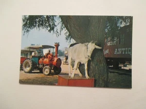 Onsted Michigan Postcard Sally the Goat Stagecoach stop Irish Hills MI - Picture 1 of 2