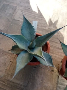 Agave asperrima zarcenss HIJUELO JOVEN Planta joven de 5 cm aprx. Suculenta - Imagen 1 de 6