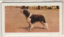 Hornimans Tea Dog Cards 1961. English Springer Spaniel