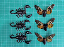 Kit de entomología decoración de 3 escorpiones y 3 cigarras especímenes de insectos reales para niños