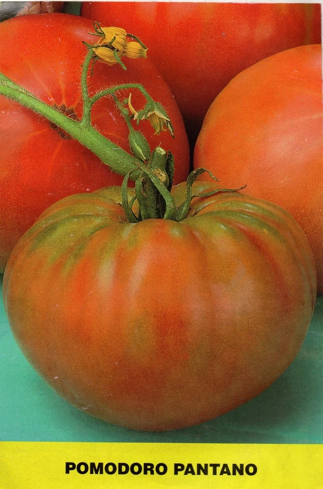 HORTUS 250 SEMI DI POMODORO PANTANO ROMANESCO -SEMENTI ORTAGGI INSALATA